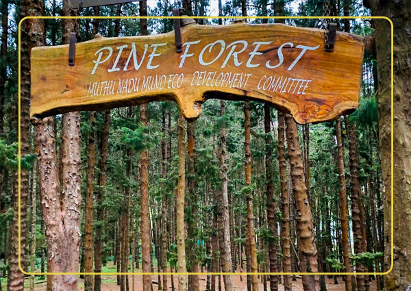 Pine Forest Ooty, Tourist Places in Ooty, Ooty Tourism, Tamilnadu Tourism